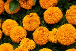 20032019_Sony A7 II_Hong Kong Flower Show_Varieties_Chrysanthemum00003