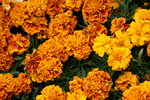 20032019_Sony A7 II_Hong Kong Flower Show_Varieties_Chrysanthemum00004
