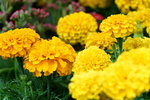 20032019_Sony A7 II_Hong Kong Flower Show_Varieties_Chrysanthemum00007