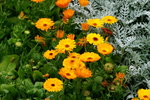 20032019_Sony A7 II_Hong Kong Flower Show_Varieties_Chrysanthemum00008