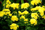 20032019_Sony A7 II_Hong Kong Flower Show_Varieties_Chrysanthemum00009