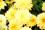 20032019_Sony A7 II_Hong Kong Flower Show_Varieties_Chrysanthemum00010
