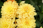 20032019_Sony A7 II_Hong Kong Flower Show_Varieties_Chrysanthemum00011