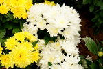 20032019_Sony A7 II_Hong Kong Flower Show_Varieties_Chrysanthemum00012