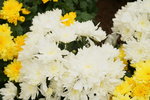 20032019_Sony A7 II_Hong Kong Flower Show_Varieties_Chrysanthemum00013