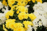 20032019_Sony A7 II_Hong Kong Flower Show_Varieties_Chrysanthemum00014