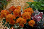20032019_Sony A7 II_Hong Kong Flower Show_Varieties_Chrysanthemum00017