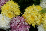 20032019_Sony A7 II_Hong Kong Flower Show_Varieties_Chrysanthemum00018