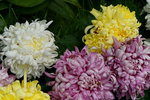 20032019_Sony A7 II_Hong Kong Flower Show_Varieties_Chrysanthemum00019