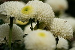 20032019_Sony A7 II_Hong Kong Flower Show_Varieties_Chrysanthemum00022