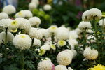 20032019_Sony A7 II_Hong Kong Flower Show_Varieties_Chrysanthemum00024