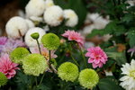 20032019_Sony A7 II_Hong Kong Flower Show_Varieties_Chrysanthemum00025