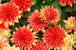 20032019_Sony A7 II_Hong Kong Flower Show_Varieties_Chrysanthemum00026