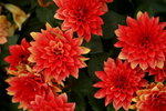 20032019_Sony A7 II_Hong Kong Flower Show_Varieties_Chrysanthemum00027