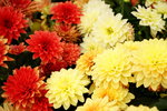 20032019_Sony A7 II_Hong Kong Flower Show_Varieties_Chrysanthemum00028
