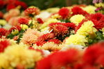 20032019_Sony A7 II_Hong Kong Flower Show_Varieties_Chrysanthemum00029