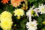 20032019_Sony A7 II_Hong Kong Flower Show_Varieties_Chrysanthemum00030