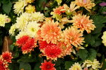 20032019_Sony A7 II_Hong Kong Flower Show_Varieties_Chrysanthemum00031