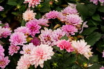 20032019_Sony A7 II_Hong Kong Flower Show_Varieties_Chrysanthemum00033