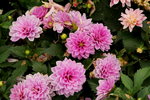 20032019_Sony A7 II_Hong Kong Flower Show_Varieties_Chrysanthemum00034