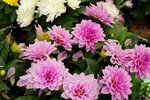 20032019_Sony A7 II_Hong Kong Flower Show_Varieties_Chrysanthemum00035