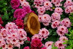 20032019_Sony A7 II_Hong Kong Flower Show_Varieties_Chrysanthemum00036