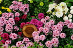 20032019_Sony A7 II_Hong Kong Flower Show_Varieties_Chrysanthemum00037