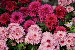 20032019_Sony A7 II_Hong Kong Flower Show_Varieties_Chrysanthemum00038
