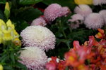 20032019_Sony A7 II_Hong Kong Flower Show_Varieties_Chrysanthemum00040