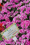 20032019_Sony A7 II_Hong Kong Flower Show_Varieties_Dianthus00002