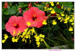 20032019_Sony A7 II_Hong Kong Flower Show_Varieties_Hibiscus00010