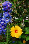 20032019_Sony A7 II_Hong Kong Flower Show_Varieties_Hibiscus00031