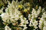 20032019_Sony A7 II_Hong Kong Flower Show_Varieties_Hyacinthus Orientalis00014