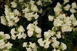 20032019_Sony A7 II_Hong Kong Flower Show_Varieties_Hyacinthus Orientalis00015