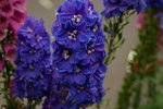 20032019_Sony A7 II_Hong Kong Flower Show_Varieties_Hyacinthus Orientalis00016