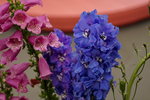 20032019_Sony A7 II_Hong Kong Flower Show_Varieties_Hyacinthus Orientalis00017
