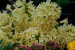 20032019_Sony A7 II_Hong Kong Flower Show_Varieties_Hyacinthus Orientalis00019