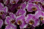 20032019_Sony A7 II_Hong Kong Flower Show_Varieties_Orchid00004