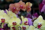 20032019_Sony A7 II_Hong Kong Flower Show_Varieties_Orchid00006