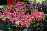 20032019_Sony A7 II_Hong Kong Flower Show_Varieties_Orchid00008
