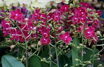20032019_Sony A7 II_Hong Kong Flower Show_Varieties_Orchid00009