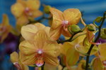 20032019_Sony A7 II_Hong Kong Flower Show_Varieties_Orchid00010