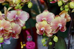 20032019_Sony A7 II_Hong Kong Flower Show_Varieties_Orchid00012
