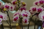 20032019_Sony A7 II_Hong Kong Flower Show_Varieties_Orchid00013
