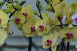 20032019_Sony A7 II_Hong Kong Flower Show_Varieties_Orchid00014