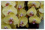 20032019_Sony A7 II_Hong Kong Flower Show_Varieties_Orchid00016