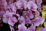 20032019_Sony A7 II_Hong Kong Flower Show_Varieties_Orchid00017