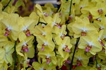 20032019_Sony A7 II_Hong Kong Flower Show_Varieties_Orchid00018