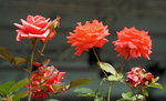20032019_Sony A7 II_Hong Kong Flower Show_Varieties_Rose00008
