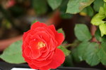 20032019_Sony A7 II_Hong Kong Flower Show_Varieties_Rose00012